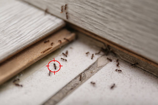 Best Best Pest Control Companies  in Poncha Springs, CO